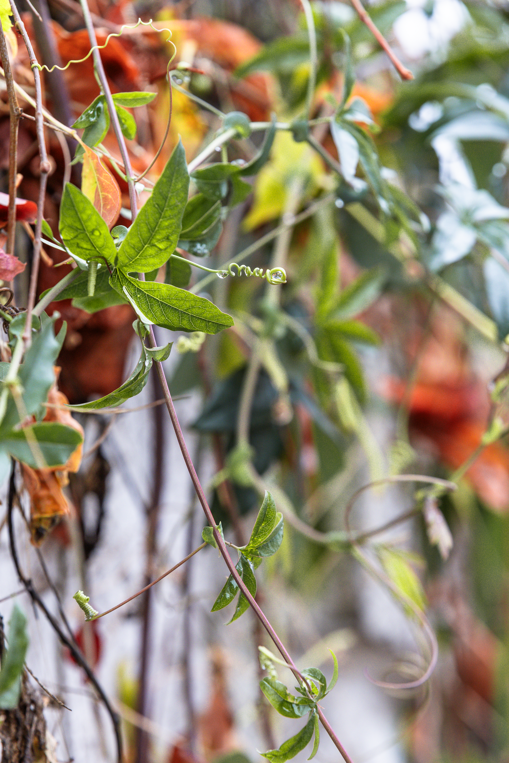 Otoño · Foto 17