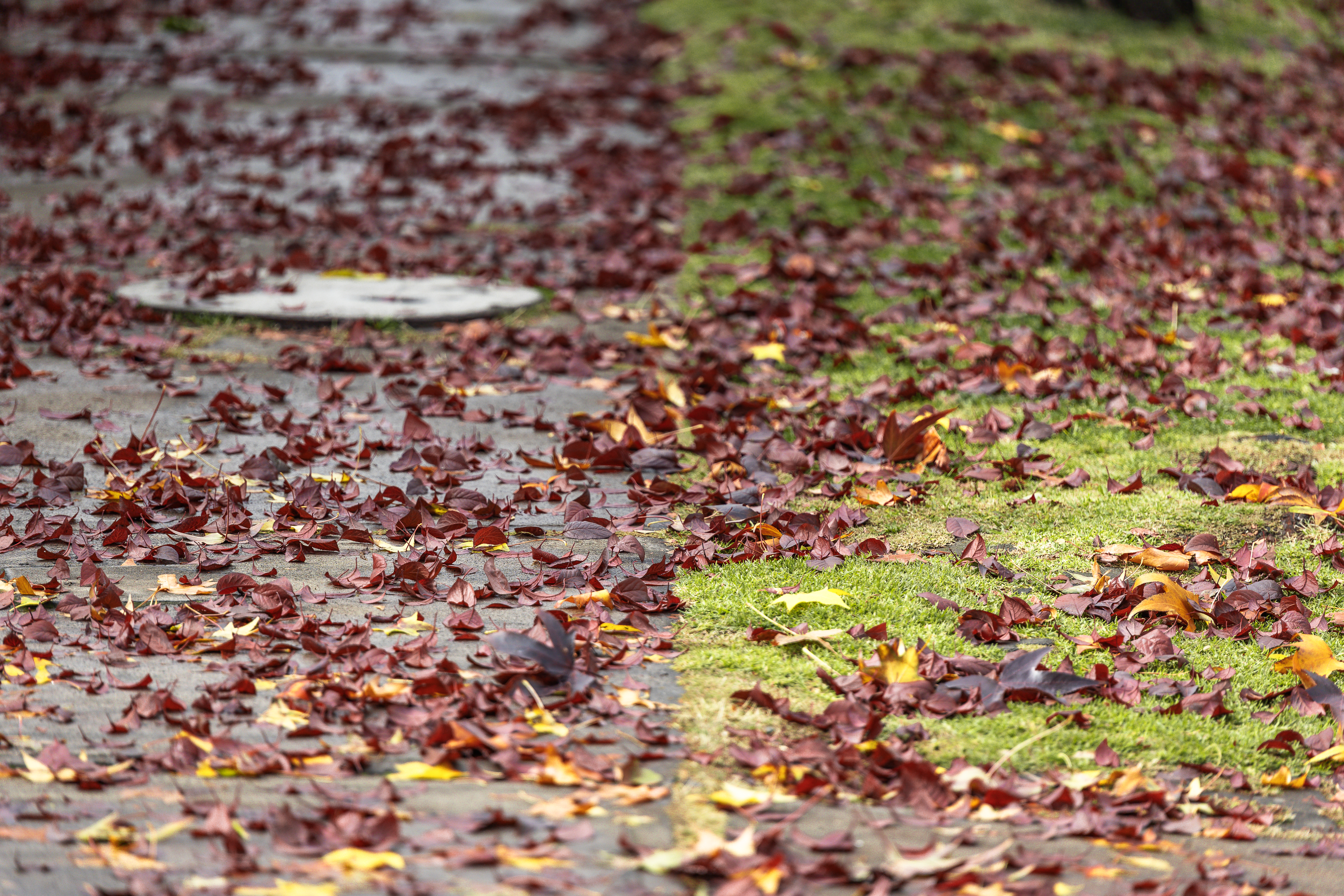 Otoño · Foto 19