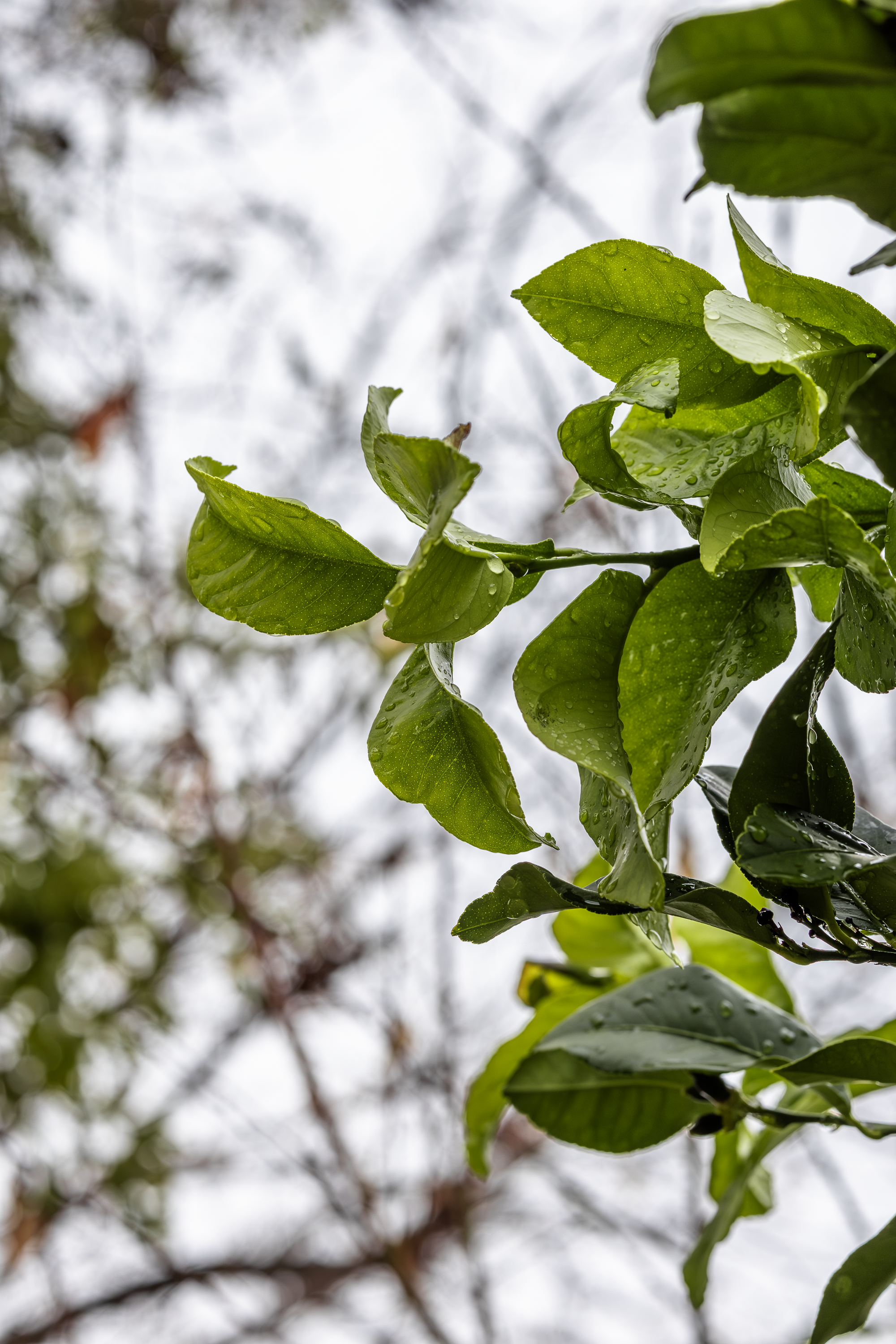 Otoño · Foto 21
