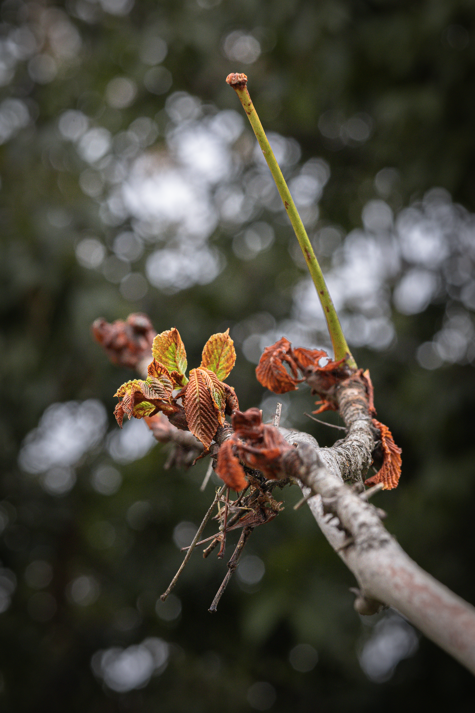 Otoño · Foto 22