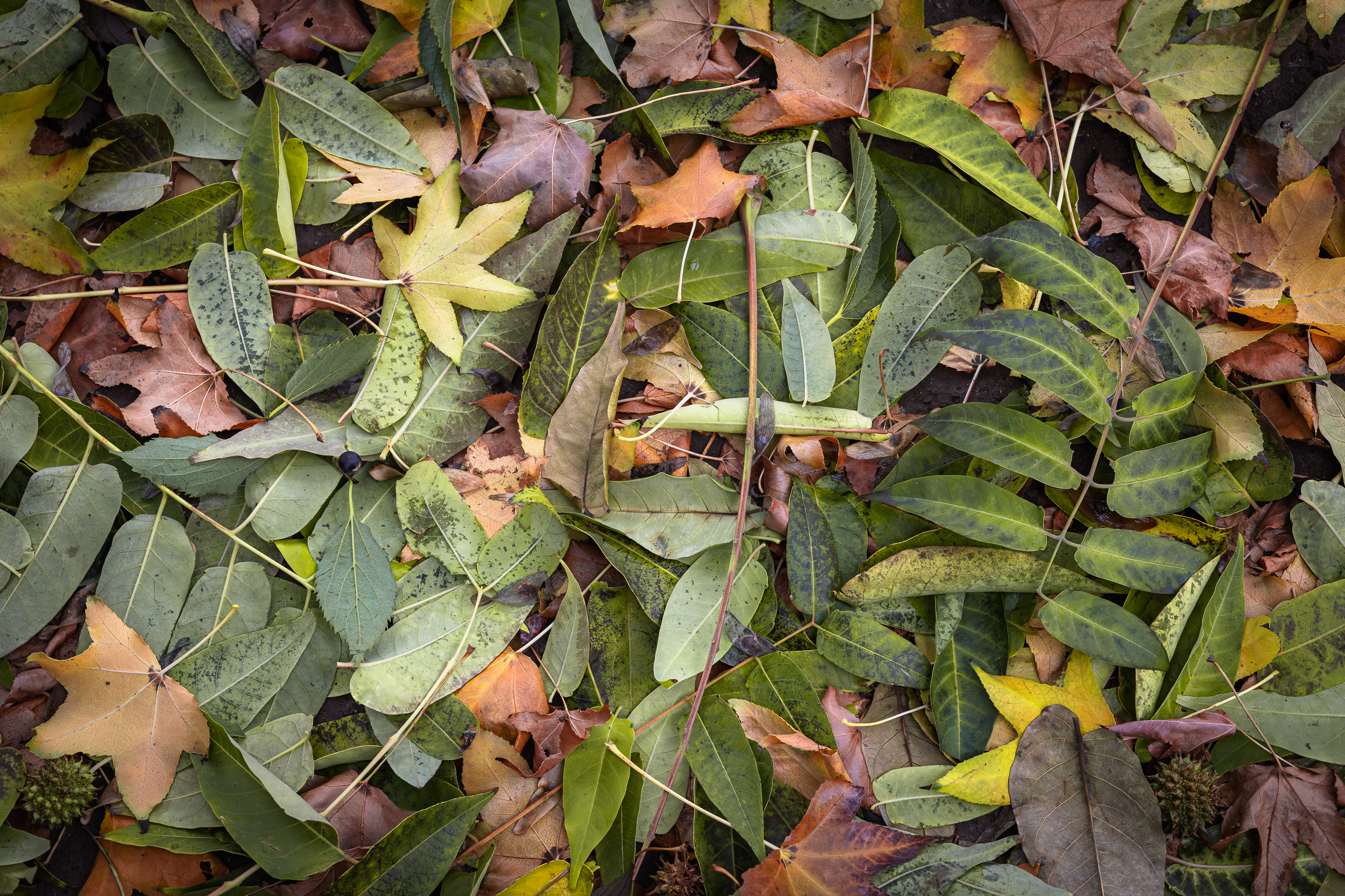 Otoño · Foto 37