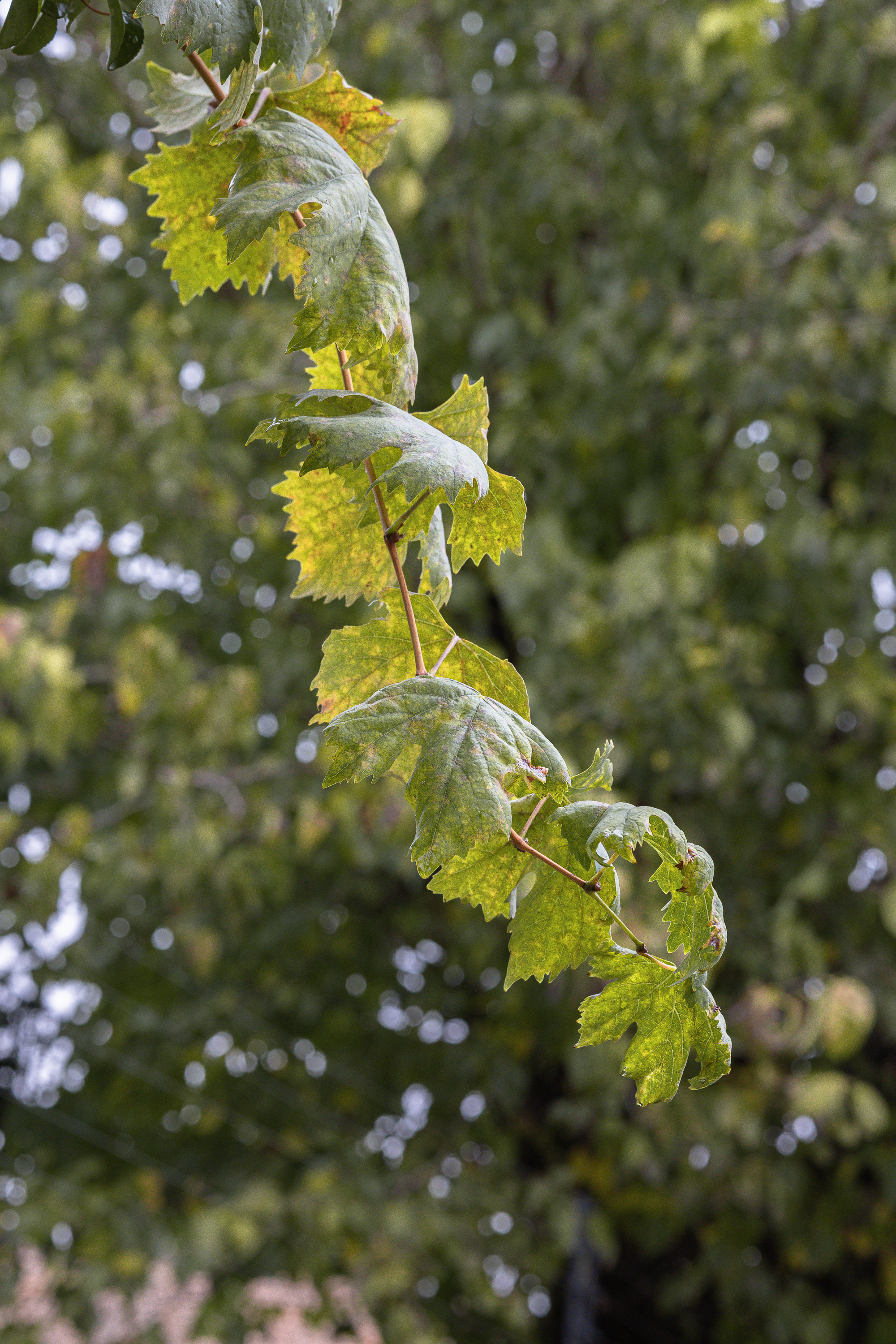 Otoño · Foto 41